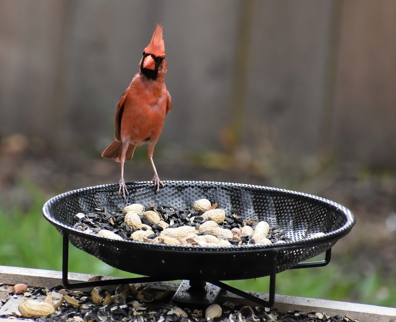 Effective Ways to Secure Your Backyard